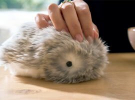 Casio’s stress-relieving furry robot is coming to the US