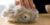 Casio’s stress-relieving furry robot is coming to the US