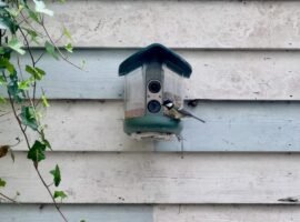 My brief romance with an AI bird feeder