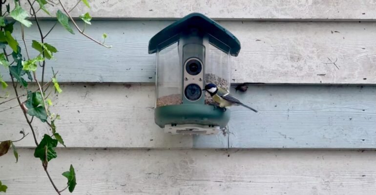 My brief romance with an AI bird feeder